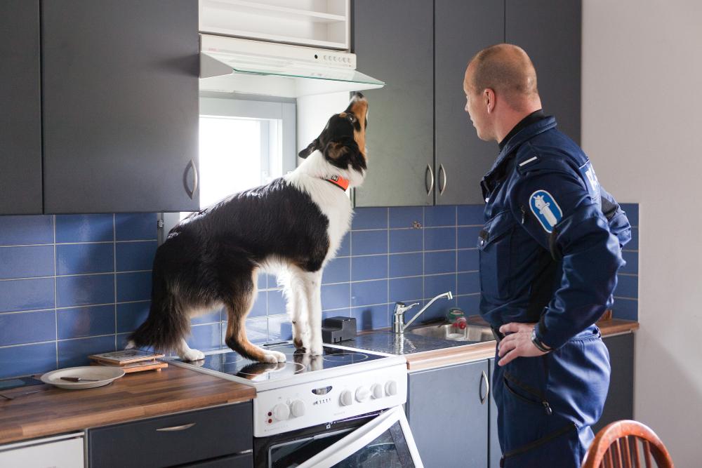 En polishund med sin förare i tjänsteuniform, hunden nosar på en köksfläkt.